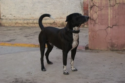 Borador Dogs Breed - Information, Temperament, Size & Price | Pets4Homes