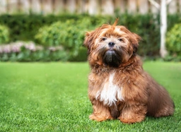 Zuchon Dogs Breed - Information, Temperament, Size & Price | Pets4Homes