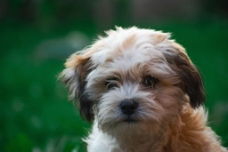 Zuchon Dogs Breed - Information, Temperament, Size & Price | Pets4Homes