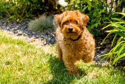 Yorkiepoo Dogs Breed - Information, Temperament, Size & Price | Pets4Homes