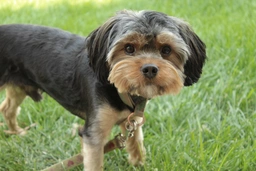 Yorkiepoo Dogs Breed - Information, Temperament, Size & Price | Pets4Homes