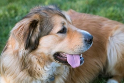 Golden Shepherd Dogs Breed - Information, Temperament, Size & Price | Pets4Homes