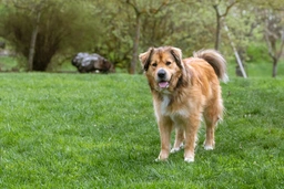 Golden Shepherd Dogs Breed - Information, Temperament, Size & Price | Pets4Homes