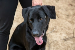 Sheprador Dogs Breed - Information, Temperament, Size & Price | Lancaster Puppies