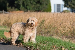 Mini Goldendoodle Dogs Breed - Information, Temperament, Size & Price | Pets4Homes