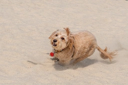 Mini Goldendoodle Dogs Breed - Information, Temperament, Size & Price | Pets4Homes