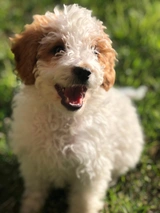 Mini Goldendoodle Dogs Breed - Information, Temperament, Size & Price | Pets4Homes