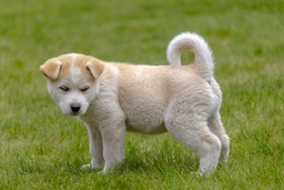 Huskita Dogs Breed - Information, Temperament, Size & Price | Pets4Homes