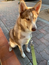 Huskita Dogs Breed - Information, Temperament, Size & Price | Pets4Homes