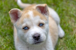 Huskita Dogs Breed - Information, Temperament, Size & Price | Pets4Homes