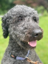 Double Doodle Dogs Breed - Information, Temperament, Size & Price | Lancaster Puppies