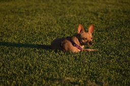 Jack Chi Dogs Breed - Information, Temperament, Size & Price | Pets4Homes