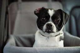 Jack Chi Dogs Breed - Information, Temperament, Size & Price | Pets4Homes