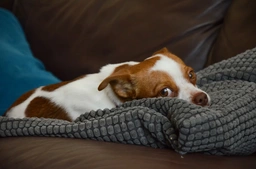 Jack Chi Dogs Breed - Information, Temperament, Size & Price | Pets4Homes