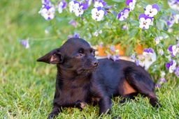 Chipoo Dogs Breed - Information, Temperament, Size & Price | Pets4Homes