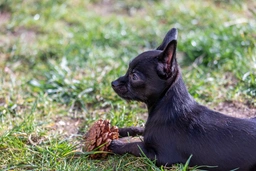 Chipoo Dogs Breed - Information, Temperament, Size & Price | Pets4Homes