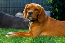 Beaglier Dogs Breed - Information, Temperament, Size & Price | Pets4Homes