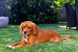 Beaglier Dogs Breed - Information, Temperament, Size & Price | Pets4Homes