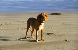 Beaglier Dogs Breed - Information, Temperament, Size & Price | Pets4Homes