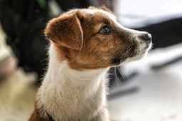 Jackshund Dogs Breed - Information, Temperament, Size & Price | Pets4Homes