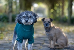 Westiepoo Dogs Breed - Information, Temperament, Size & Price | Lancaster Puppies