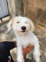 Westiepoo Dogs Breed - Information, Temperament, Size & Price | Lancaster Puppies