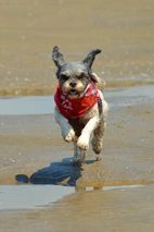 Cava Tzu Dogs Breed - Information, Temperament, Size & Price | Pets4Homes