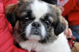 Cava Tzu Dogs Breed - Information, Temperament, Size & Price | Pets4Homes