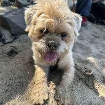 Pugapoo Dogs Breed - Information, Temperament, Size & Price | Pets4Homes