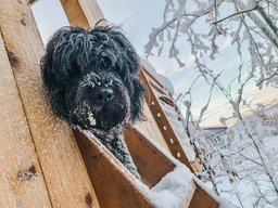 Newfypoo Dogs Breed - Information, Temperament, Size & Price | Lancaster Puppies