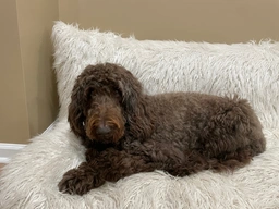 Newfypoo Dogs Breed - Information, Temperament, Size & Price | Lancaster Puppies