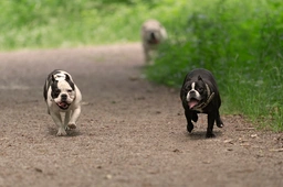 Shorty Bull Dogs Breed - Information, Temperament, Size & Price | Pets4Homes