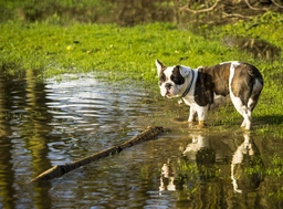 Shorty Bull Dogs Breed - Information, Temperament, Size & Price | Pets4Homes