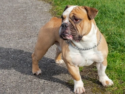 Shorty Bull Dogs Breed - Information, Temperament, Size & Price | Pets4Homes