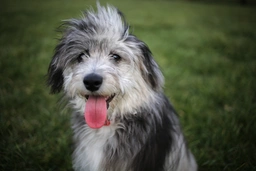 Mini Aussiedoodle Dogs Breed - Information, Temperament, Size & Price | Lancaster Puppies