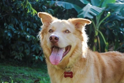Goberian Dogs Breed - Information, Temperament, Size & Price | Lancaster Puppies