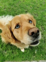 Goberian Dogs Breed - Information, Temperament, Size & Price | Lancaster Puppies