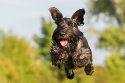 Standard Schnauzer Dogs Breed - Information, Temperament, Size & Price | Lancaster Puppies
