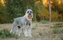 Standard Schnauzer Dogs Breed - Information, Temperament, Size & Price | Lancaster Puppies