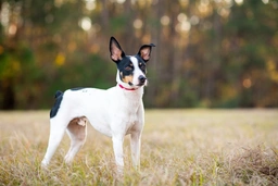 Rat Terrier Dogs Breed - Information, Temperament, Size & Price | Lancaster Puppies