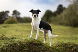 Rat Terrier Dogs Breed - Information, Temperament, Size & Price | Lancaster Puppies