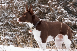 Rat Terrier Dogs Breed - Information, Temperament, Size & Price | Lancaster Puppies