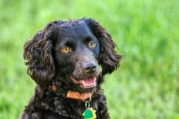 Boykin Spaniel Dogs Breed - Information, Temperament, Size & Price | Lancaster Puppies
