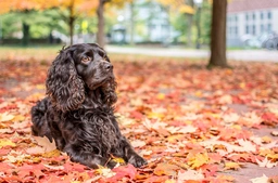 Boykin Spaniel Dogs Breed - Information, Temperament, Size & Price | Lancaster Puppies