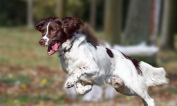 Boykin Spaniel Dogs Breed - Information, Temperament, Size & Price | Lancaster Puppies