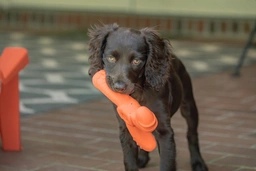 Boykin Spaniel Dogs Breed - Information, Temperament, Size & Price | Lancaster Puppies