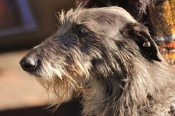 Scottish Deerhound Dogs Breed - Information, Temperament, Size & Price | Lancaster Puppies