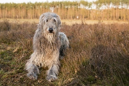 Scottish Deerhound Dogs Breed - Information, Temperament, Size & Price | Lancaster Puppies