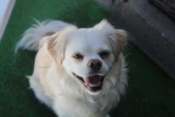 Pekapoo Dogs Breed - Information, Temperament, Size & Price | Lancaster Puppies