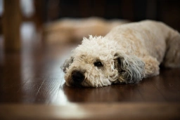 Whoodle Dogs Breed - Information, Temperament, Size & Price | Lancaster Puppies